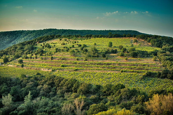 Znovín vinice ŠOBES